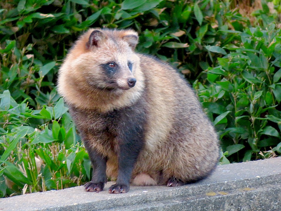 Japanese Racoon Dog Image on My Hard Drive