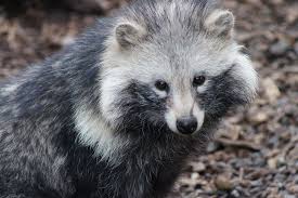 Japanese Racoon Dog Image on My Hard Drive